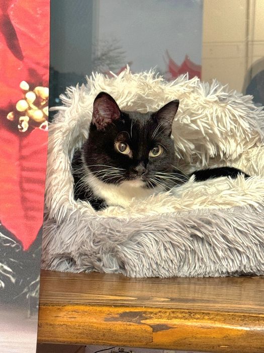 Хранительница уюта кошечка Кассиопея для  вашего дома