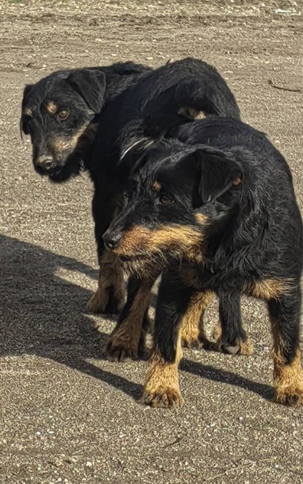 Ягдтериер кученца