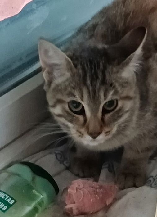 Котёнка крысолова