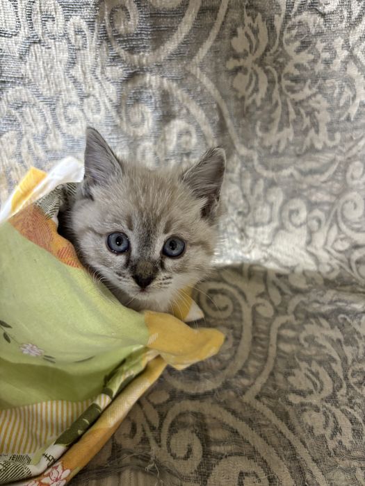Котенок сиамская