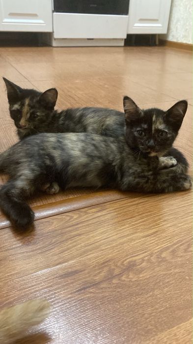 Котята ищут семью. 2.5 мес