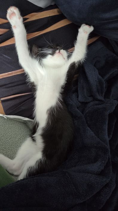 Donez pisic pentru adoptie