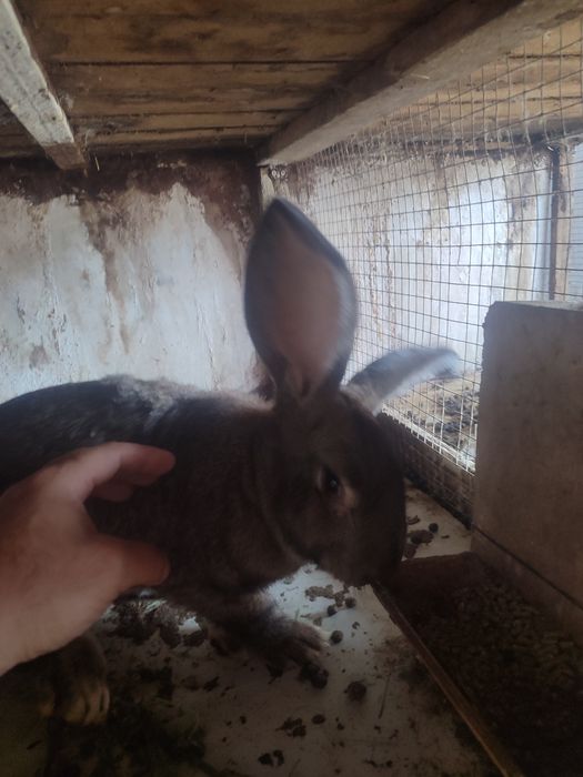 Продам крола фландер