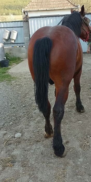 Mânz castrat foarte blând