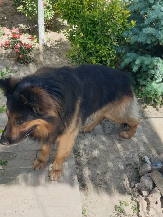 Немецкая овчарка вязка