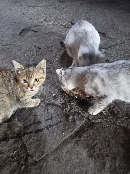 Отдам кошку и котят