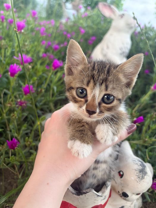 Подарявам котета