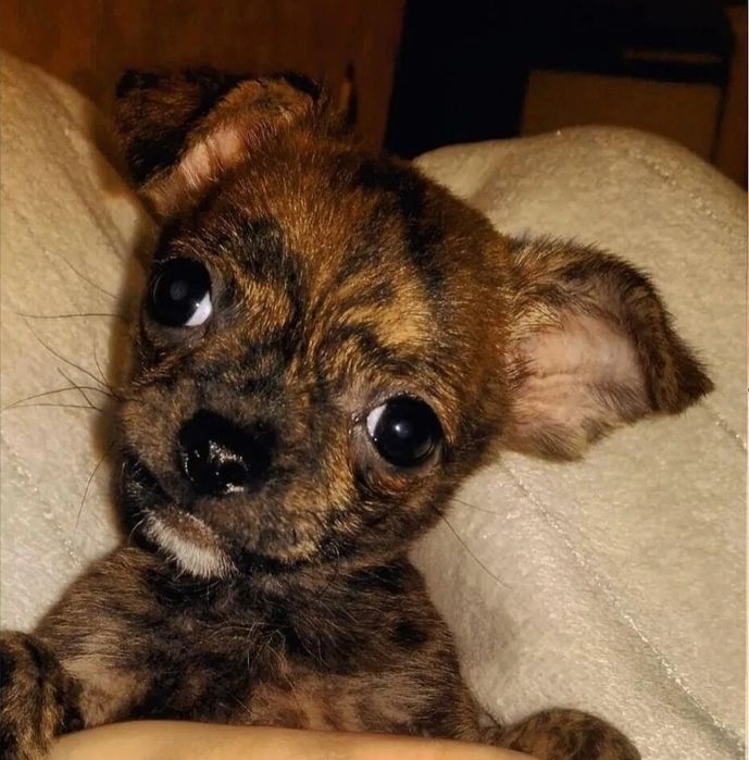 Вязка Чихуахуа кабель