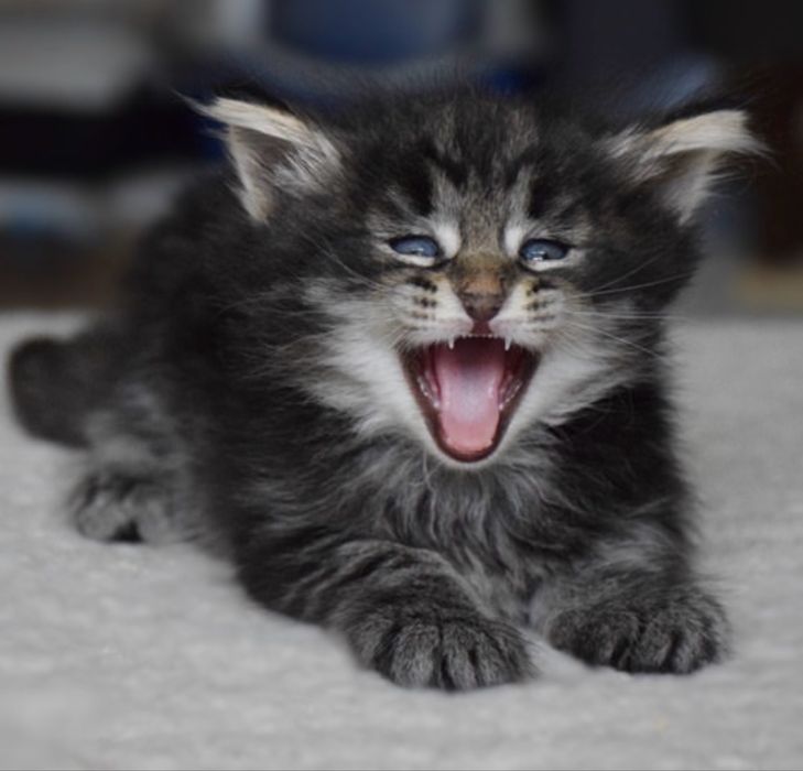 Norvegiana de padure