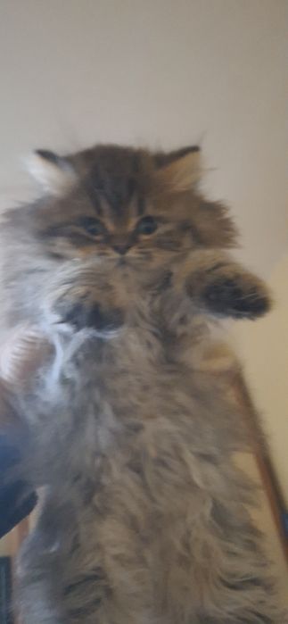 Персийски котета