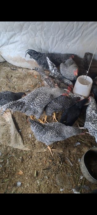 Прадам куры  Даминат