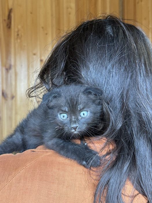Отдам котенка бесплатно