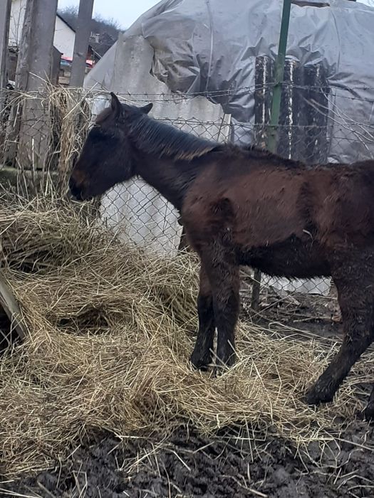 Mânz vânzare/schimb Semigreu cu Ardenez