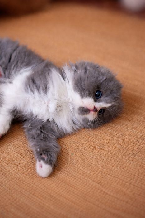 Tozza qon mushukchalar sotuvda