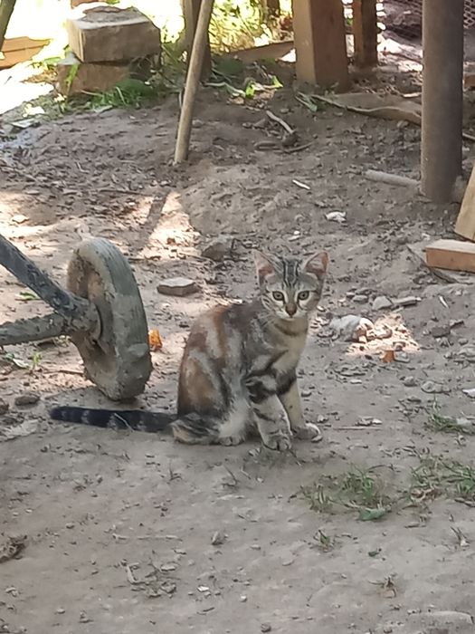 Котёнок бесплатно!
