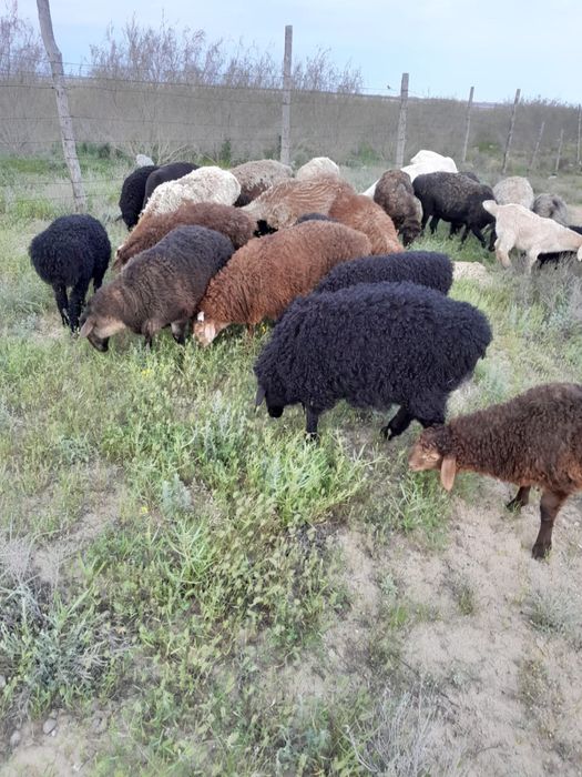 Марқа Қозы- лар  сатылады