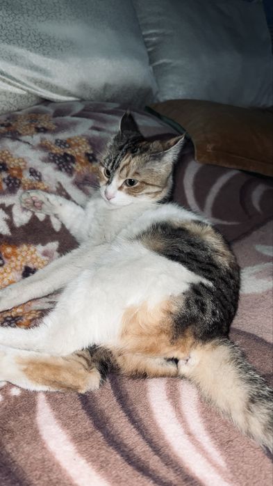 отдалим кошку в хорошие руки.