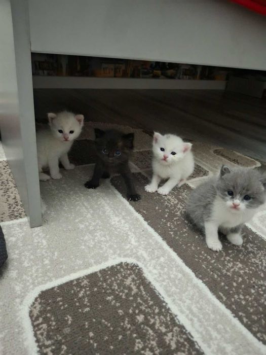 котята в хорошие руки