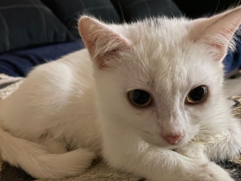 отдам котят малышей в добрые руки