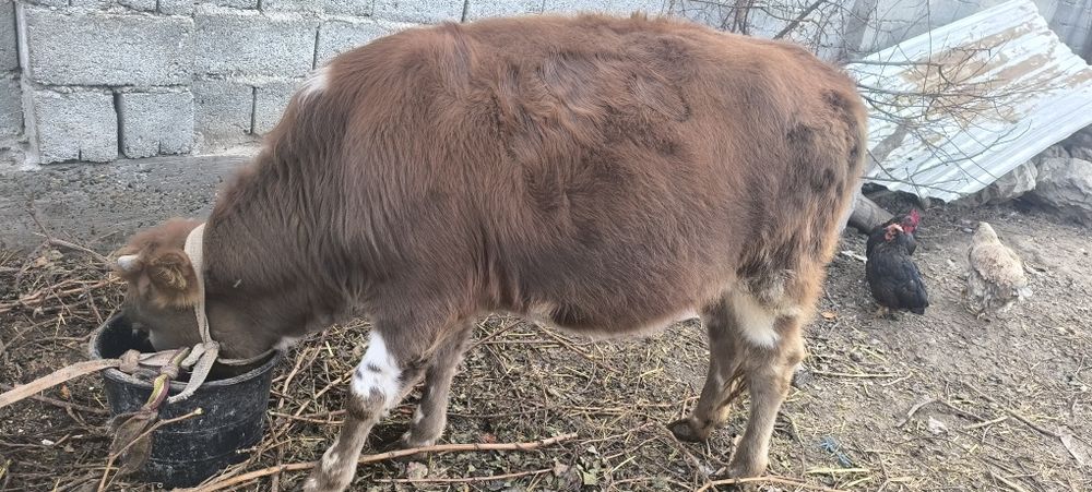 Гунажин сотилади...
