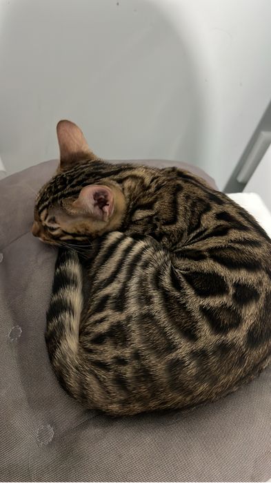 Бенгальский кот вязка