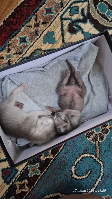 Шотландский котят