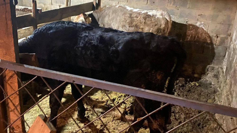 Сиырлар 2,5жасар