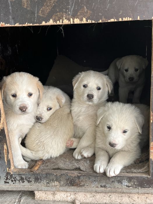 Щенята белые (отдам в добрые руки)