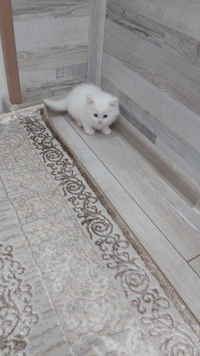 Ангорска котка..