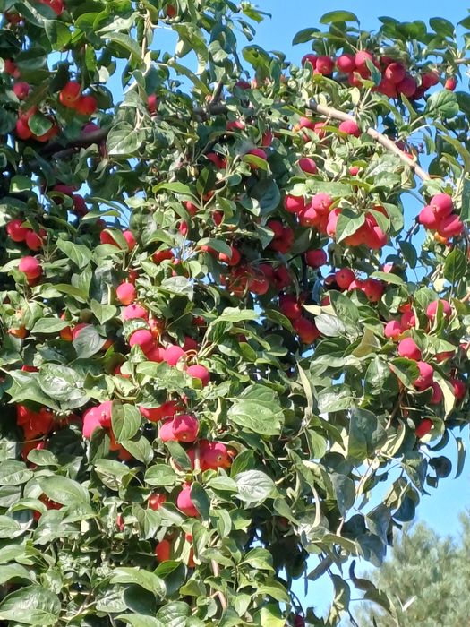 Продам дачу, недорого. В черте города.