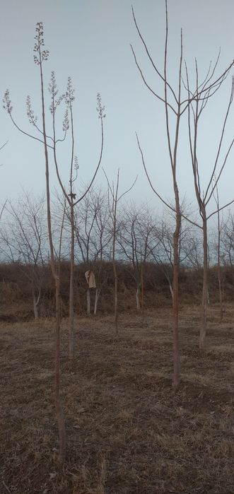 Павловная кучатлари!