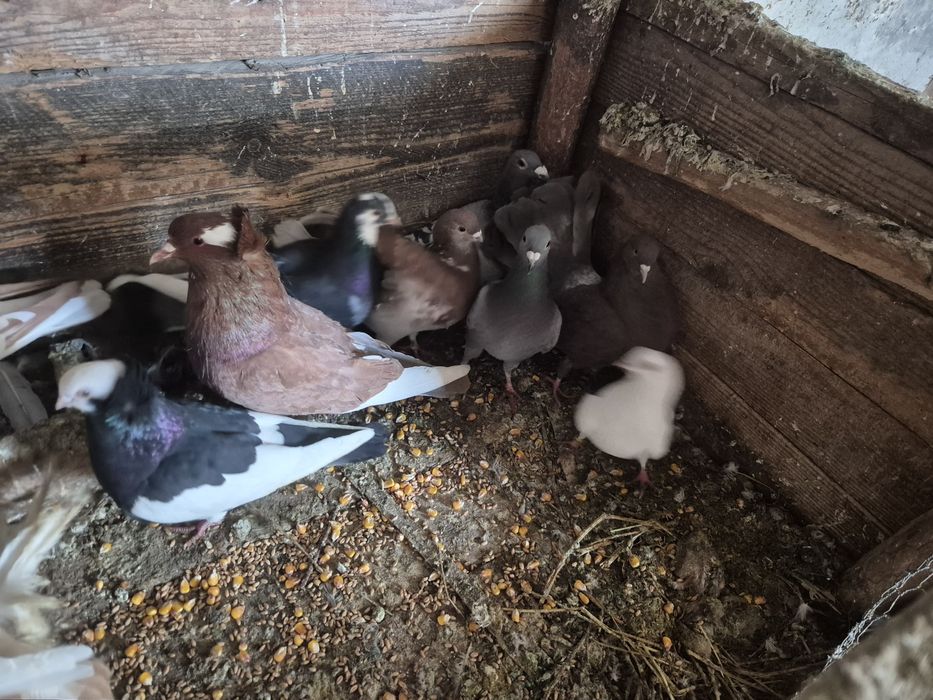 Vând porumbei jucători