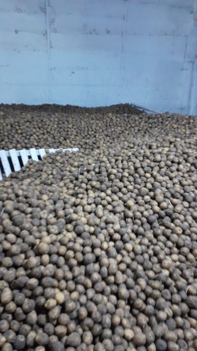 Продам семянной картофель