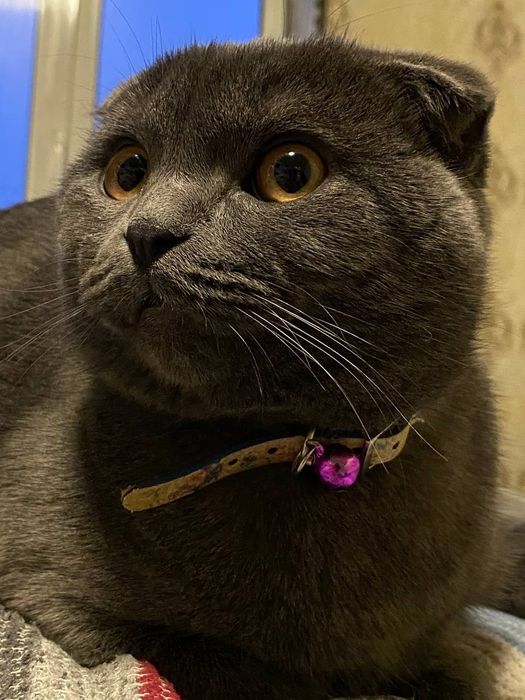 Mushuk Scottish Fold
