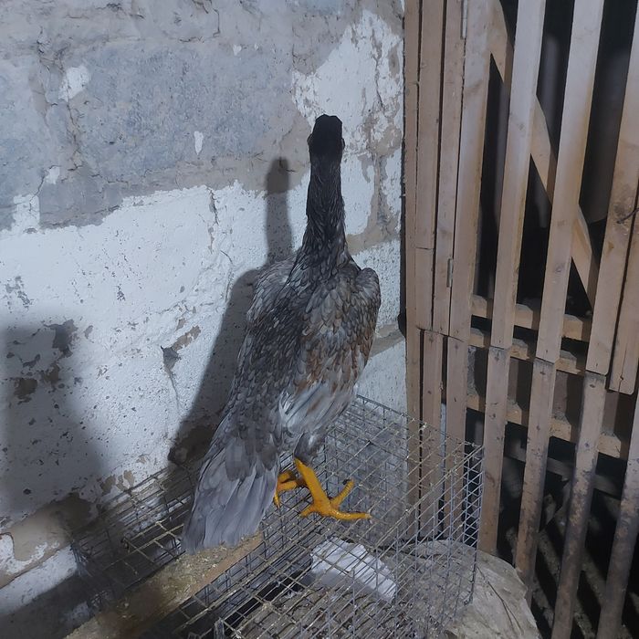 Майски Корейц джужа несутся