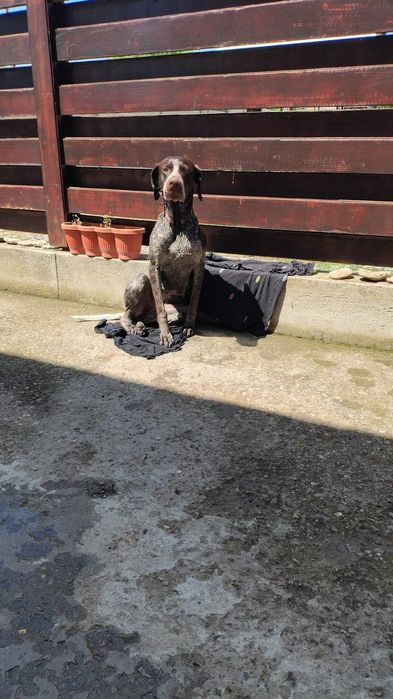 Ofer spre adopție BRAC GERMAN femela 3 ani-Constanța