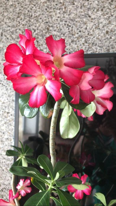 Продаю адениумы