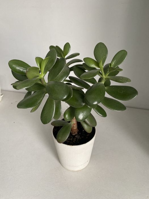 Денежное дерево крассула толстянка