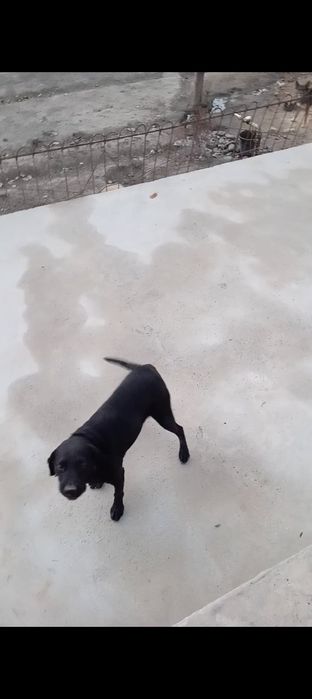 Лабрадор ретривер