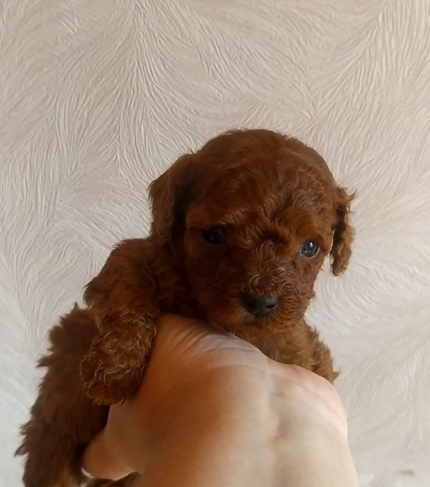 Шикарные малыши Той Пудель