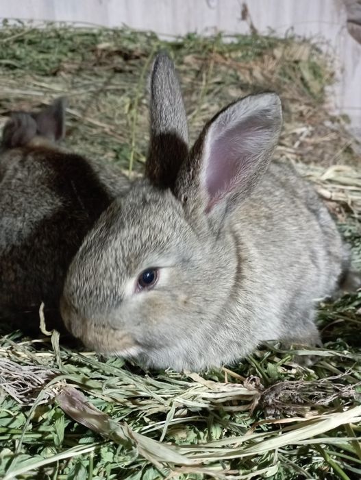 Кролчата породы Калифорния, "Фландер