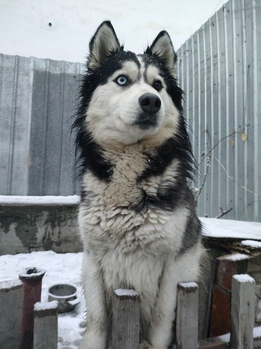 Хаски вязка кобель