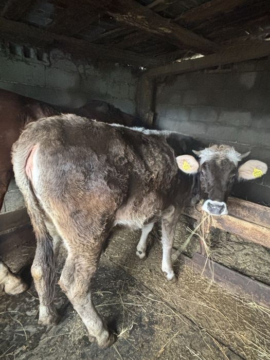 Vand juninca detali la telefon