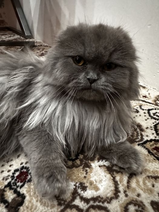 Britanskiy zotdor uzun yungli mushuk