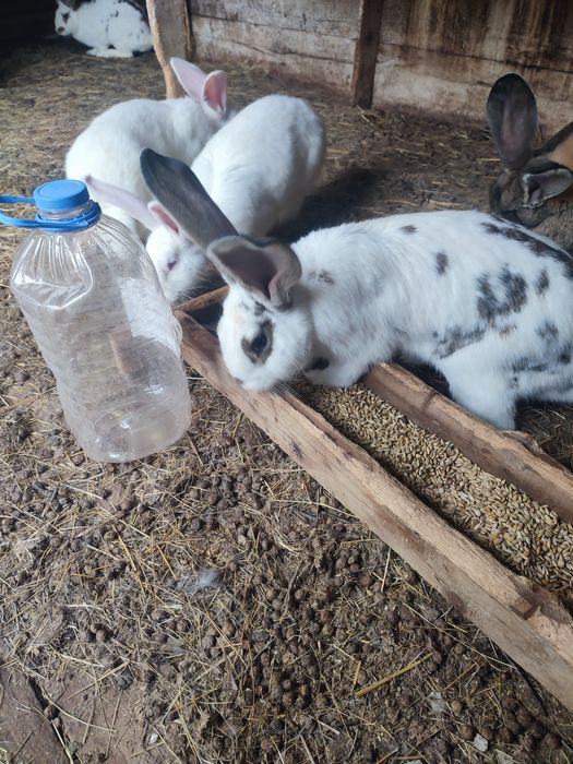 Продам  кролих и кролов