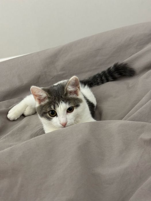 Кошка по имни снежка