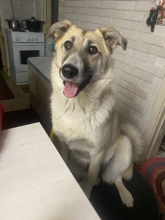 Отдам двух собак мама с дочкои
