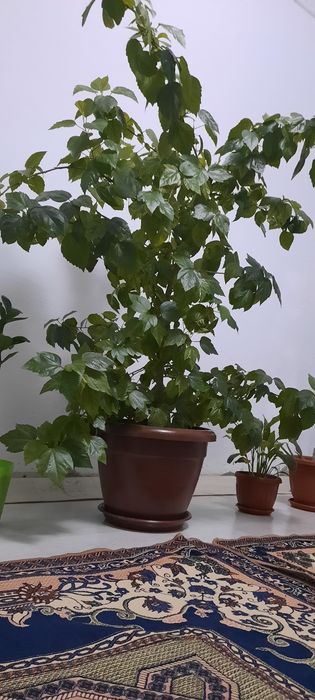 Продаётся китайская роза..