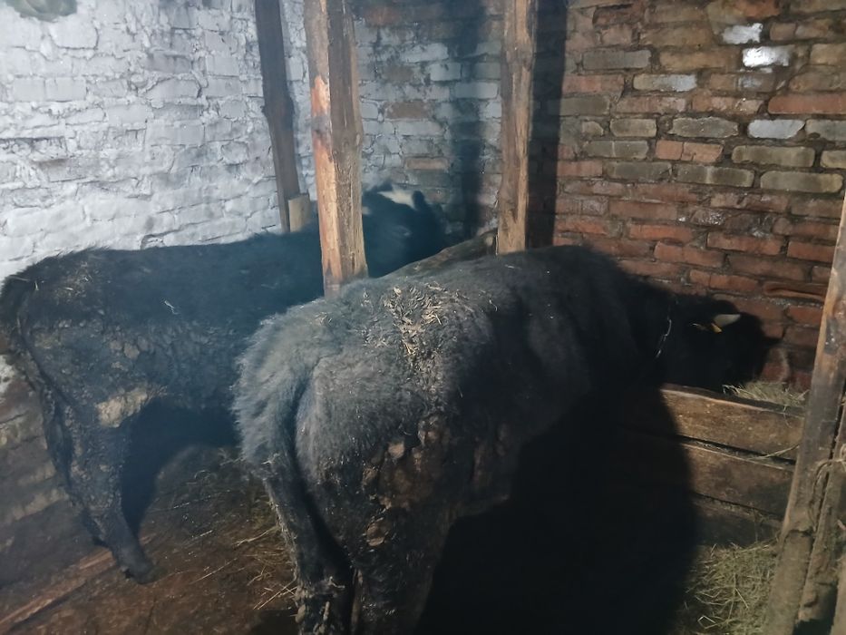 Продам молодняк.