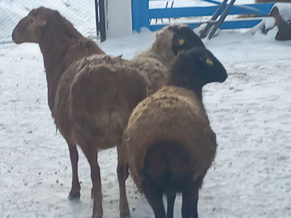 Кошкар на племя.